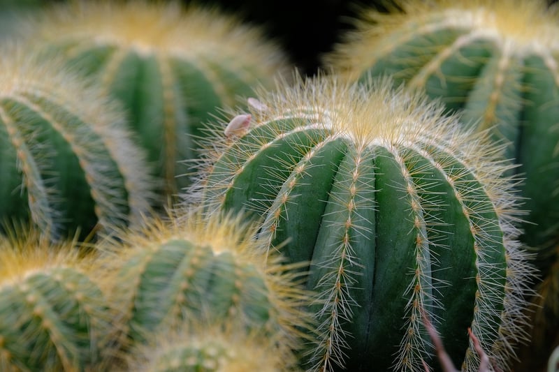 Houseplants